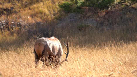 bull elk in the rocky mountains during the elk rut of 2021