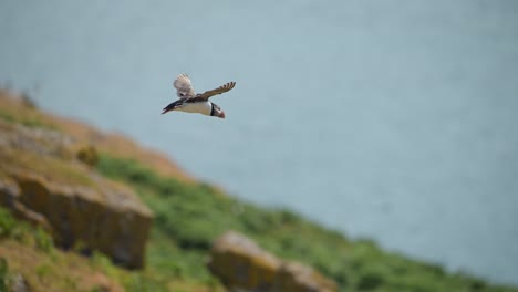 Slow Motion Puffins Flying on the Coast, Atlantic Puffin Bird in Flight with Coastal Scenery on the Coast of Skomer Island in Wales, Amazing UK Birds and Wildlife