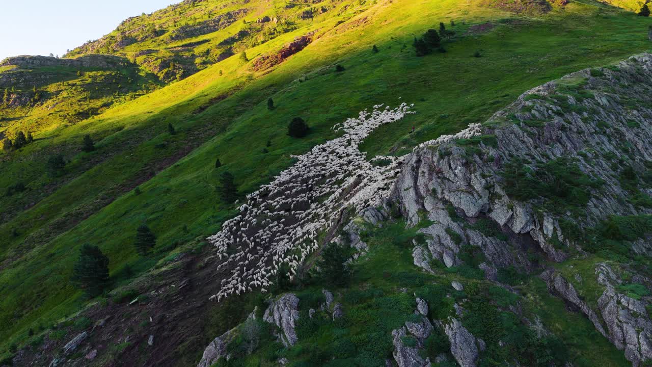 Herd of Sheep Grazing on a Mountain Hillside