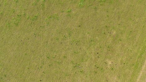 Enfoque-Vertical-Aéreo-De-Tierras-De-Cultivo-Verde-De-Granja