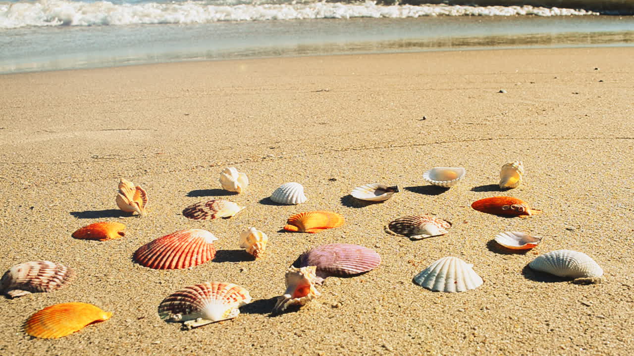 Shells on the beach. Shooting on the beach