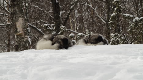 two arctic foxes sleeping soundly in snow during snowfall