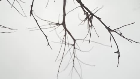 Bare-tree-branches-with-grey-sky-in-background