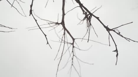 bare tree branches with grey sky in background