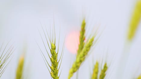 Campo-De-Trigo,-Espigas-De-Trigo-Que-Se-Mecen-Con-El-Viento-Suave