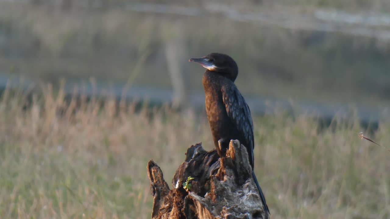 Cormorano indiano mp4.