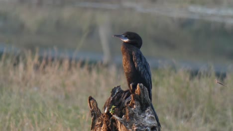 indian cormorant mp4  ...