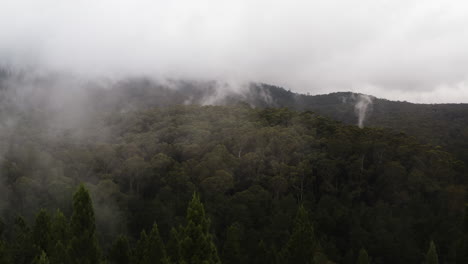 Nebelschwaden-Und-Wolken-Steigen-Aus-Dichten,-Feuchten-Redwood-Wäldern-In-Australien-Auf