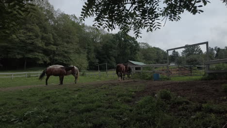 Wide-shot-of-horses-gathered-together-on-the-farm