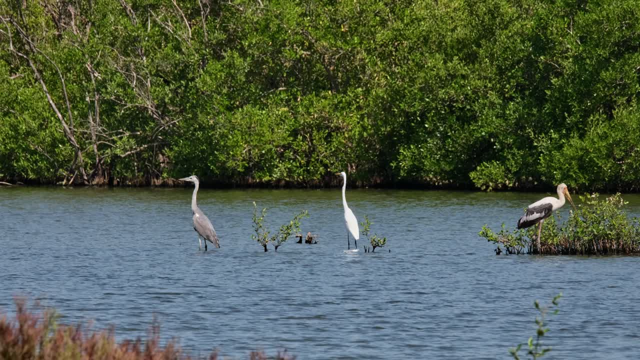 그레이 헤이론 (ardea cinerea) 과 중간 에그레트 (ardea intermedia) 가 물 속에 서 있고, 페인팅 스토크 (mycteria leucocephala) 가 오른쪽으로 움직이고 있다.