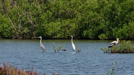 la garza gris ardea cinerea y la garza intermedia ardea intermedia de pie en el agua mientras la cigüeña pintada mycteria leucocephala, se mueve hacia la derecha, tailandia