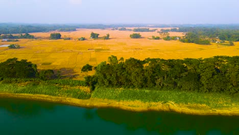 rural bangladesh landscape with rice paddy fields and river