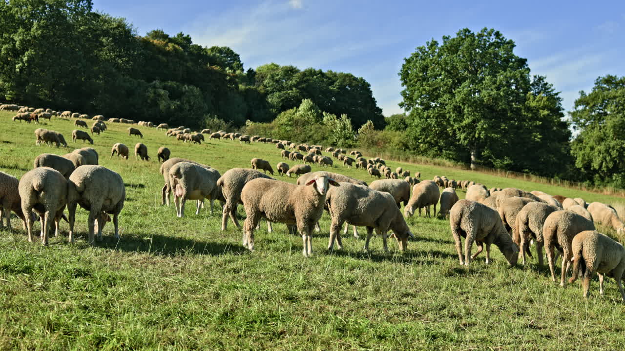 Pecore al pascolo in un campo verde. Un gregge di pecore soffici a passeggio. Pecore che pascolano all'aperto in un prato verde.