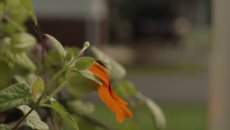 Stubenfliege-Fliegt-Von-Orangefarbener-Blume-Weg,-Zeitlupe