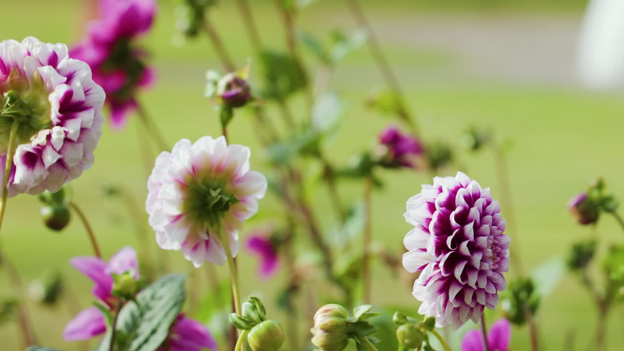 Close-up of pink and white dahlias swaying outdoors, soft daylight, smooth horizontal camera pan