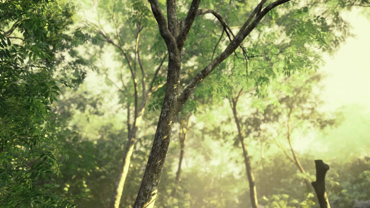 Sunlight filtering through lush green trees in a serene forest setting
