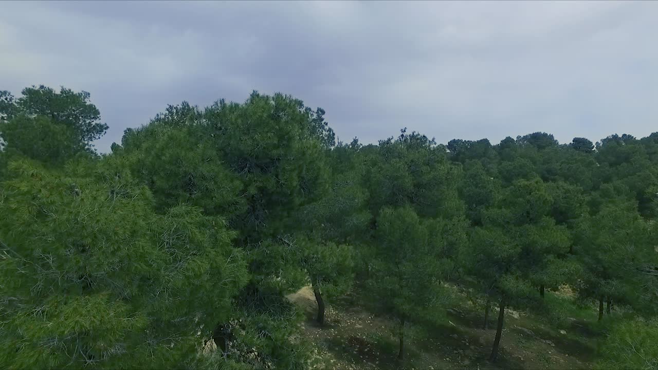 흐린 날에 소나무 숲과 산골짜기를 통해 위아래로 날아갑니다.