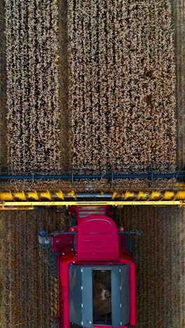 combine harvester from above. agriculture machine harvesting golden ripe wheat field. a field after a harvest time. aerial view from dron. vertical video