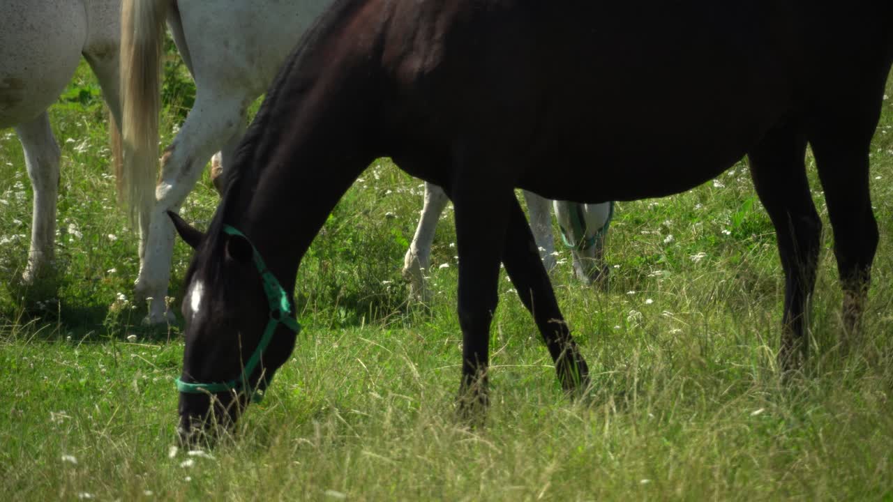 los caballos lipizzanos pastan en un prado verde