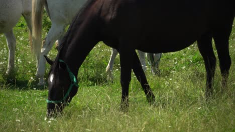 lipizzan 馬匹在綠色草原上放牧