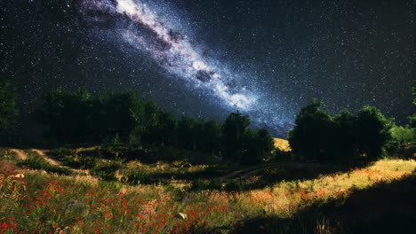 green trees woods in park under night starry sky