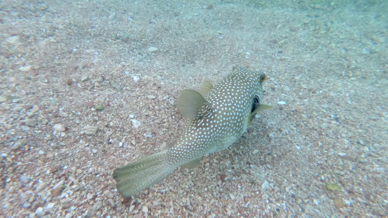 Primo piano di un pesce palla maculato che mangia e nuota nel Mar Rosso