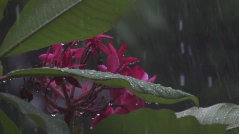 rain falls on pink blooming plumeria