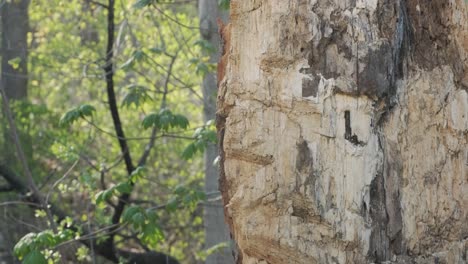 Atemberaubende-Nahaufnahme-Einer-Axt,-Die-Von-Einem-Baumstamm-Abprallt