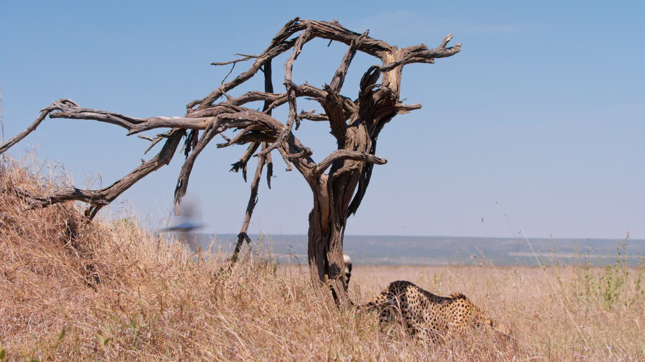 Extreem breed shot van een jachtluipaard dat naast een dode boom loopt