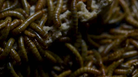 The-Mealworm-is-a-species-of-Darkling-Beetle-used-to-feed-pets-like-fish,-snakes,-birds,-and-frogs