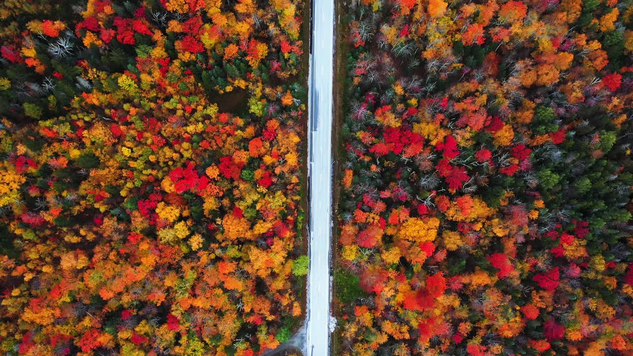 vista aérea de los pájaros de la carretera vacía en el colorido paisaje otoñal, bosque vívido en el campo americano, disparo de drones de arriba hacia abajo