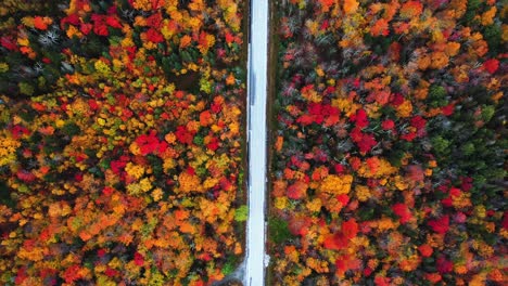 birds eye aerial view of empty road in colorful autumn landscape, vivid forest in american countryside, top down drone shot