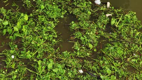 water hyacinth and garbage floating on dark brown water