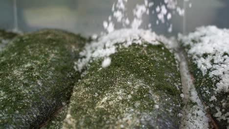 rock salt crystals bouncing on top of salmon fillet - salting marinated salmon close-up slow motion