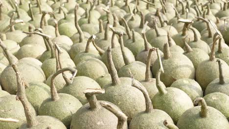 ripe wood apple fruits (limonia acidissima) are lined up under the open sun for drying. ripe wood apple fruit pattern background. close up views of wood apple fruits.