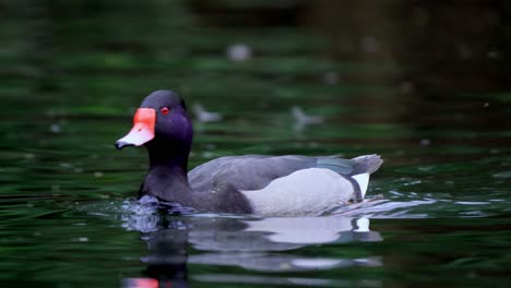 An-adult-male-rosy-billed-pochard,-netta-peposaca