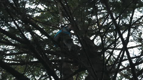un hombre trepando el arbol