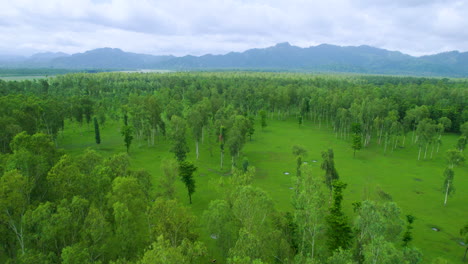 El-Dron-Que-Ingresa-Al-Bosque-Verde-De-Nepal,-Que-También-Muestra-A-Los-Búfalos-Pastando-Y-Corriendo-Al-Final,-Hace-Que-El-Video-Sea-Interesante-Con-Una-Vista-Cinematográfica