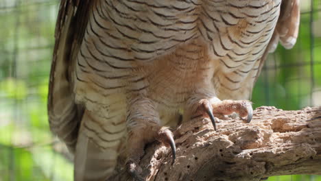 close-up of a spotted wood owl bird's talons perched on a log and takes off in slow motion inside the enclosure of renaissance bali uluwatu resort, indonesia