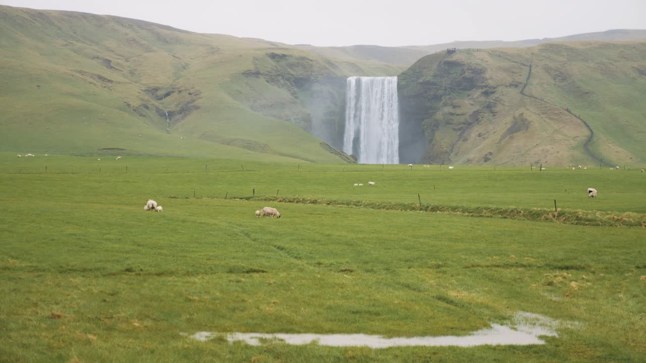campo verde exuberante con ovejas pastando y una majestuosa cascada en el fondo bajo un cielo nublado en islandia