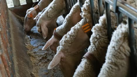 sheeps on a flock farm