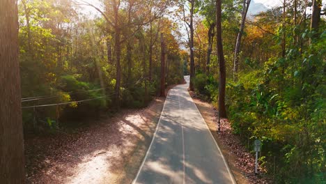 motorcycle aerial view riding at sunset in giant tree forest scenic road