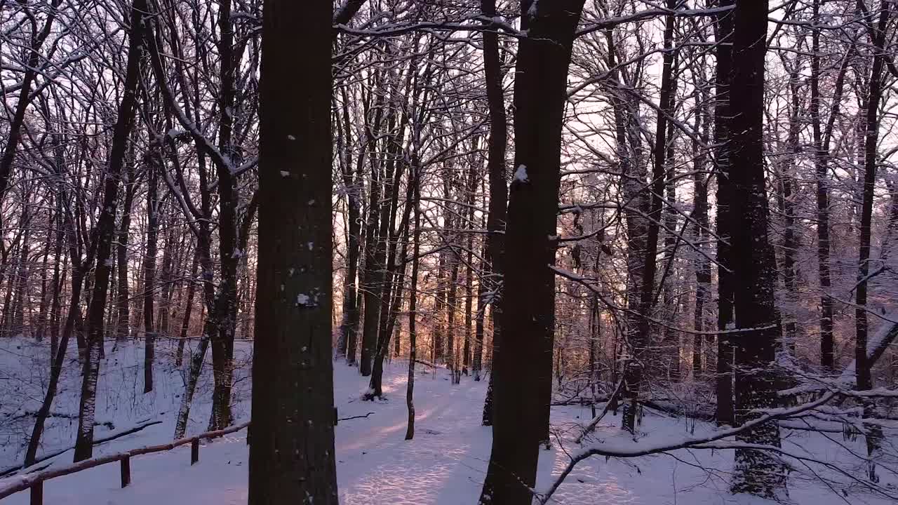 줄기와 가지 사이에서 떠오르는 태양이 빛나는 눈으로 덮인 숲은 겨울 원더랜드처럼 보입니다