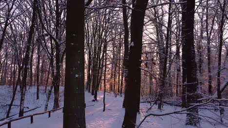 forest covered in snow with the rising sun shining between trunks and branches looks like a winter wonderland