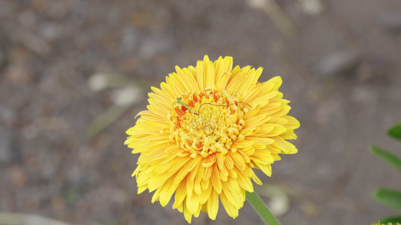 A stunning close-up of a vibrant yellow flower showcasing its intricate petals and natural beauty.
