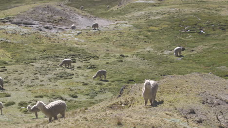 a group of alpacas and llamas grazing on a hillside in the peruvian andes