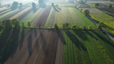 Misty-Morning:-Geometric-Shapes-of-Colorful-Agricultural-Parcels-Shrouded-in-Yellow-and-Green-Hues