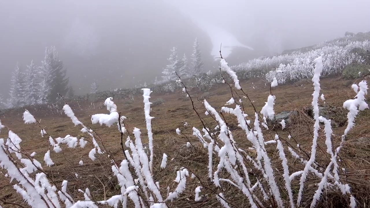 Verschneite Büsche und neblige Berglandschaft im Winter