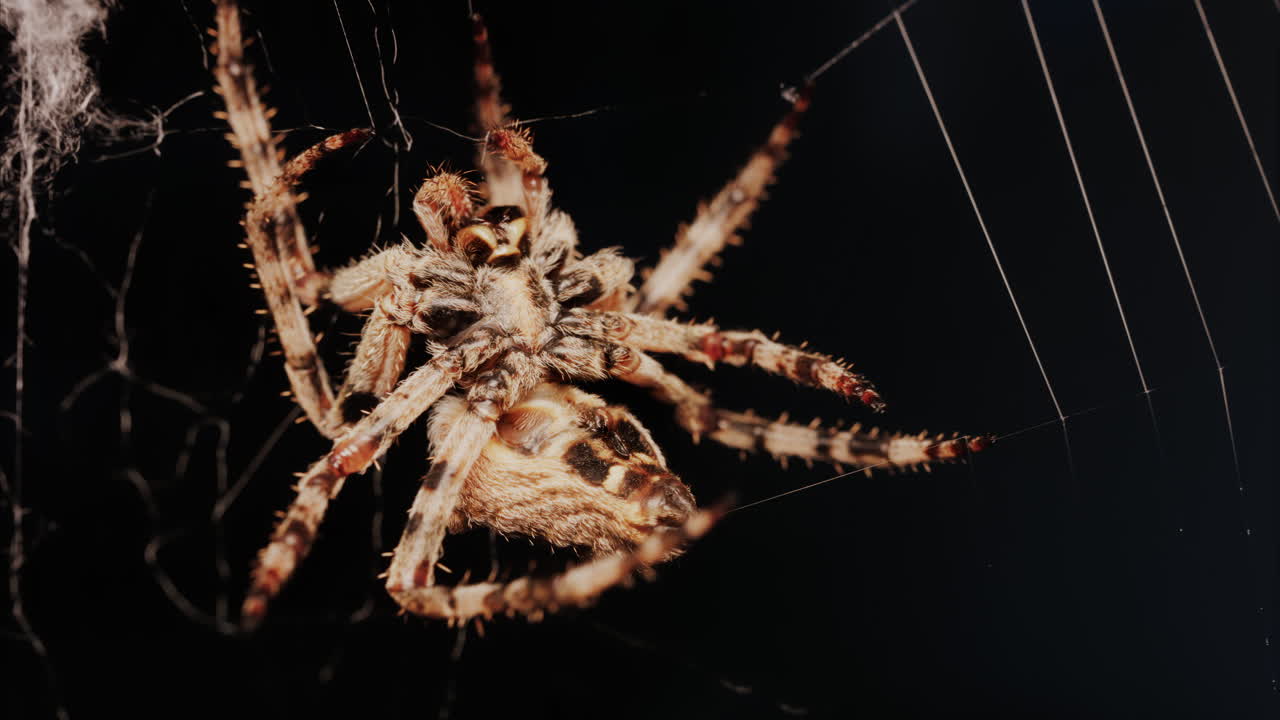 Close up of a spider sitting in its web, showing intricate details of its body and fine silk threads