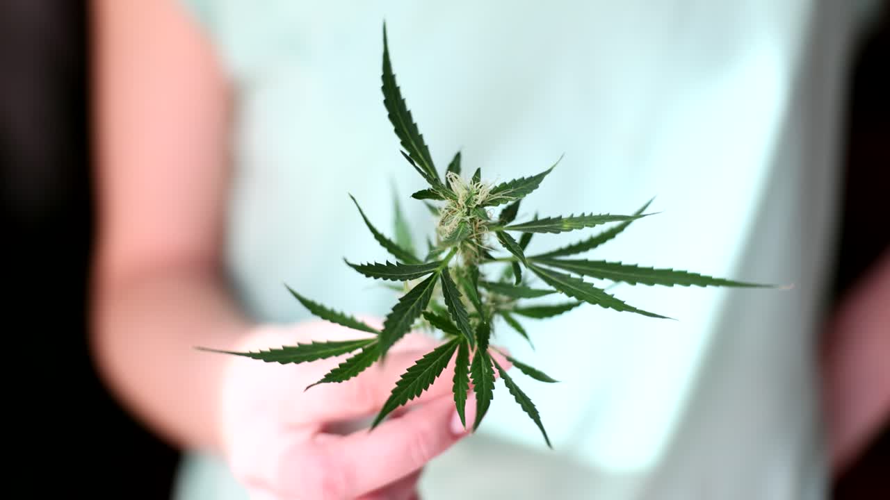 Hand holding a cannabis plant